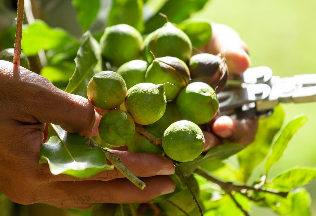 healthy macadamia nuts